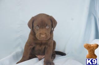 Labrador Retriever Puppies for Sale
